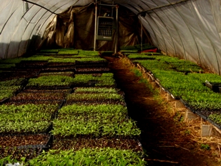 The interior of a greenhouse at Cranberry Hall Farm with seedlings started.
