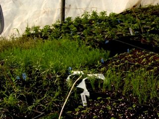 A close up of herb plants in the greenhouse.
