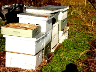 Some of the farm's bee hives (not very exciting when the bees are dormant).