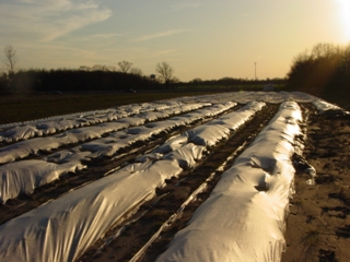 A field of strawberries with row covers to protect them from winter weather.
