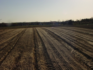 An open field newly tilled and planted with spinach and greens.