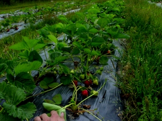 The strawberries, grown on a plastic mulch, ripening up last May.