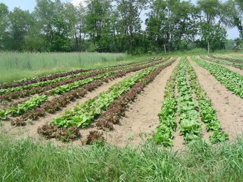 Rows of multi-colored greens at Starbrite Farm. Rows of multi-colored greens at Starbrite Farm.