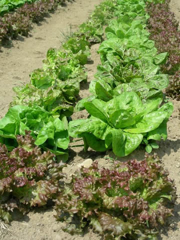 Close-up of lettuces soon to be part of the CSA shares. Close-up of lettuces soon to be part of the CSA shares.