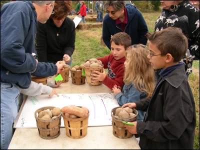 The children help separate potatos into shareholder's portions.