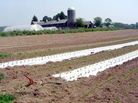 White row covers, an organic technique to help keep weeds down and moisture in the soil. White row covers, an organic technique to help keep weeds down and moisture in the soil.