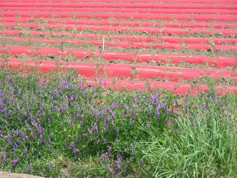 Red row covers for tomato plants. The purple flowers in the foreground are vetch used as a cover crop. Red row covers for tomato plants. The purple flowers in the foreground are vetch used as a cover crop.